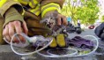/album/fotogaleria-inicio/bombero-rescata-gatito-jpg/